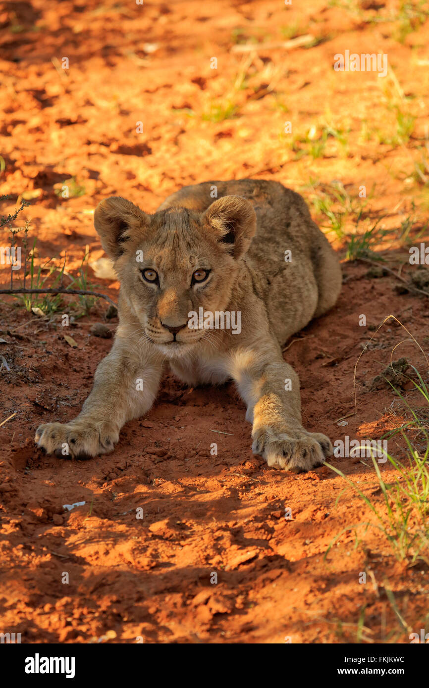 Löwe, vier Monate alten Jungen zu warnen, Tswalu Game Reserve, Kalahari, Northern Cape, Südafrika, Afrika / (Panthera Leo) Stockfoto