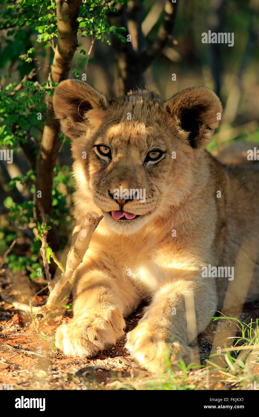 Löwe, junge vier Monate altes Portrait, Wildreservat Tswalu Kalahari, Northern Cape, Südafrika, Afrika / (Panthera Leo) Stockfoto
