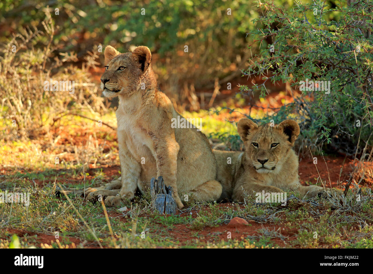 Löwe, zwei jungen vier Monate alten Porträt, Geschwister, Wildreservat Tswalu Kalahari, Northern Cape, Südafrika, Afrika / Stockfoto