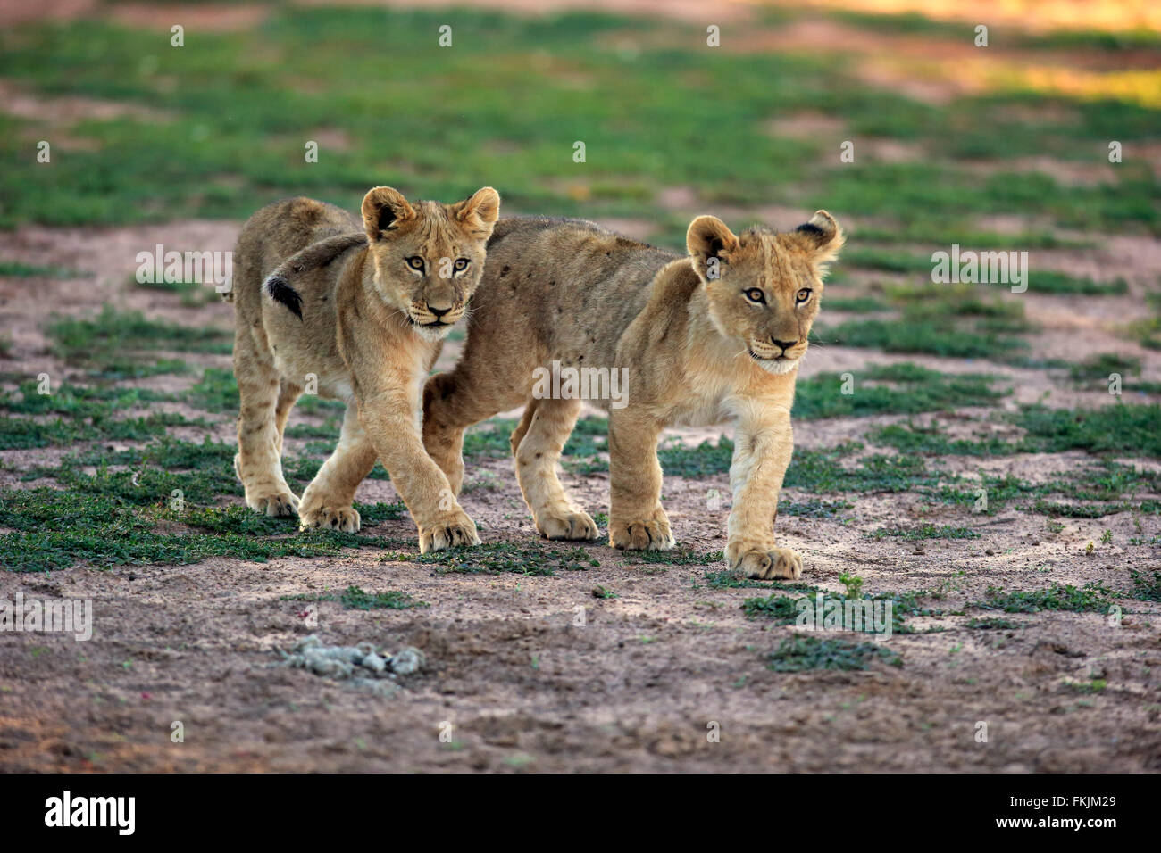 Löwe, zwei Jungtiere gehen vier Monate alt, Geschwister, Wildreservat Tswalu Kalahari, Northern Cape, Südafrika, Afrika / Stockfoto