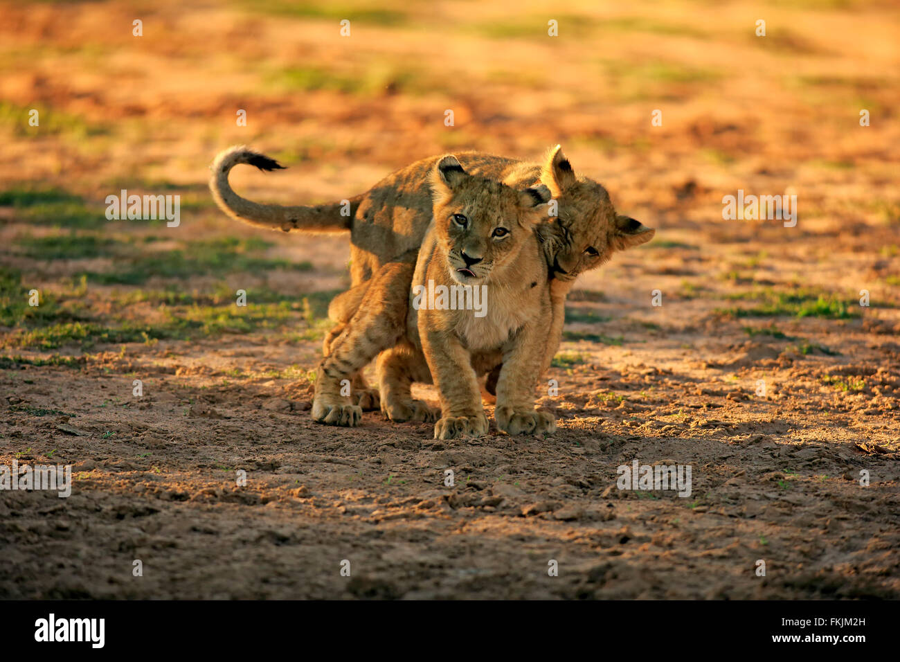 Löwe, zwei jungen vier Monate alten spielen, Sozialverhalten, Geschwister, Wildreservat Tswalu Kalahari, Northern Cape, South Stockfoto