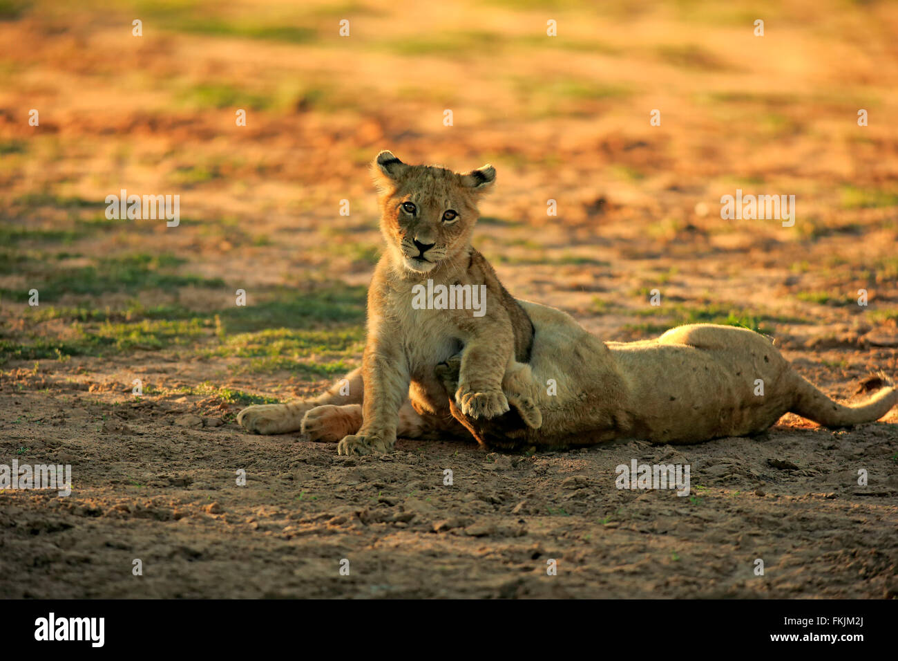 Löwe, zwei jungen vier Monate alten spielen, Sozialverhalten, Geschwister, Wildreservat Tswalu Kalahari, Northern Cape, South Stockfoto