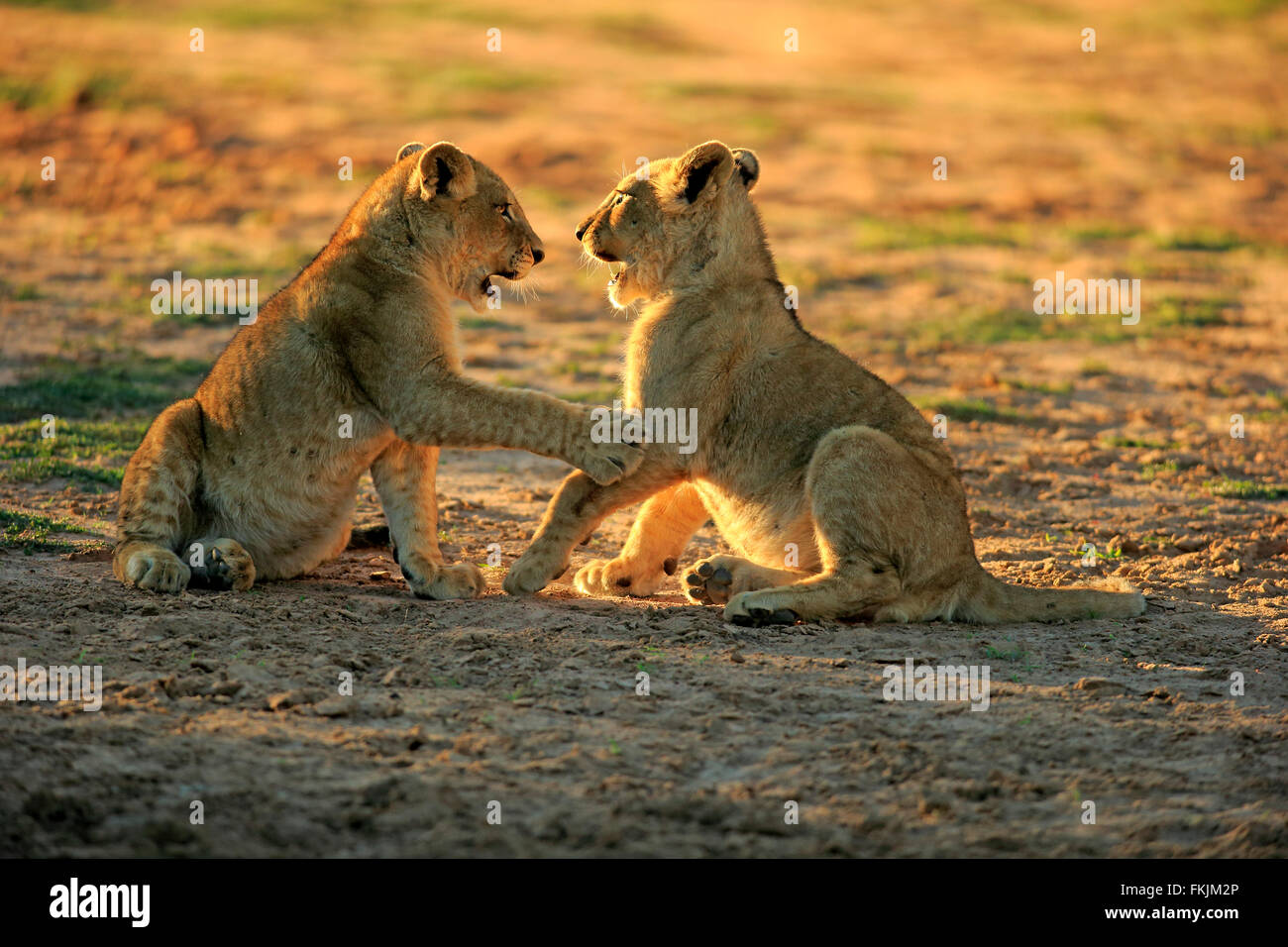 Löwe, zwei jungen vier Monate alten spielen, Sozialverhalten, Geschwister, Wildreservat Tswalu Kalahari, Northern Cape, South Stockfoto