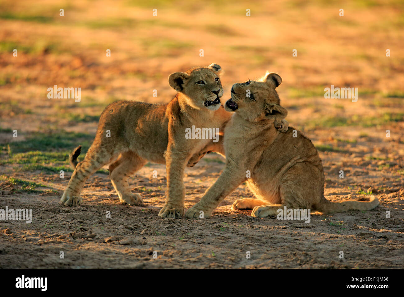 Löwe, zwei jungen vier Monate alten spielen, Sozialverhalten, Geschwister, Wildreservat Tswalu Kalahari, Northern Cape, South Stockfoto
