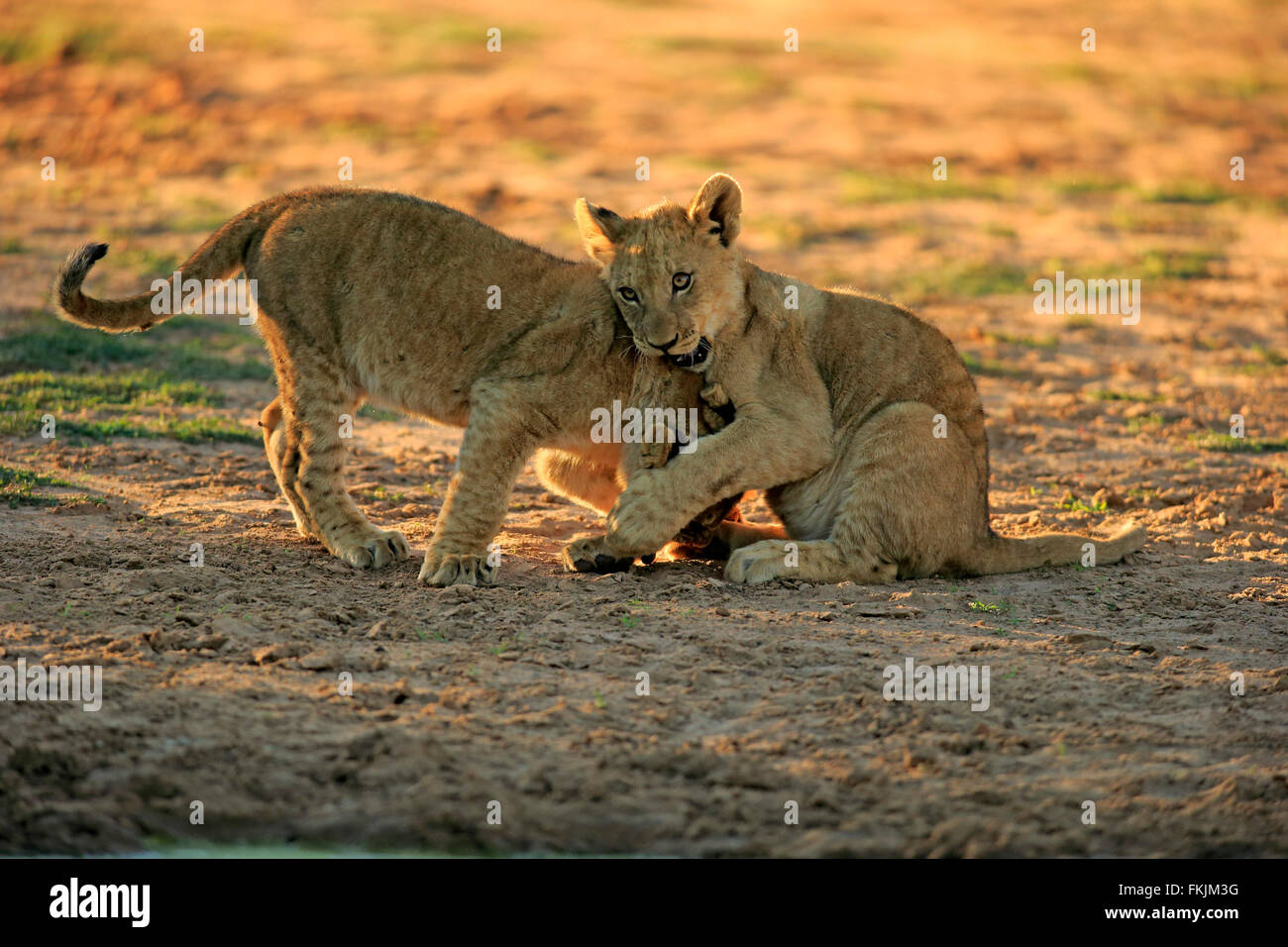 Löwe, zwei jungen vier Monate alten spielen, Sozialverhalten, Geschwister, Wildreservat Tswalu Kalahari, Northern Cape, South Stockfoto