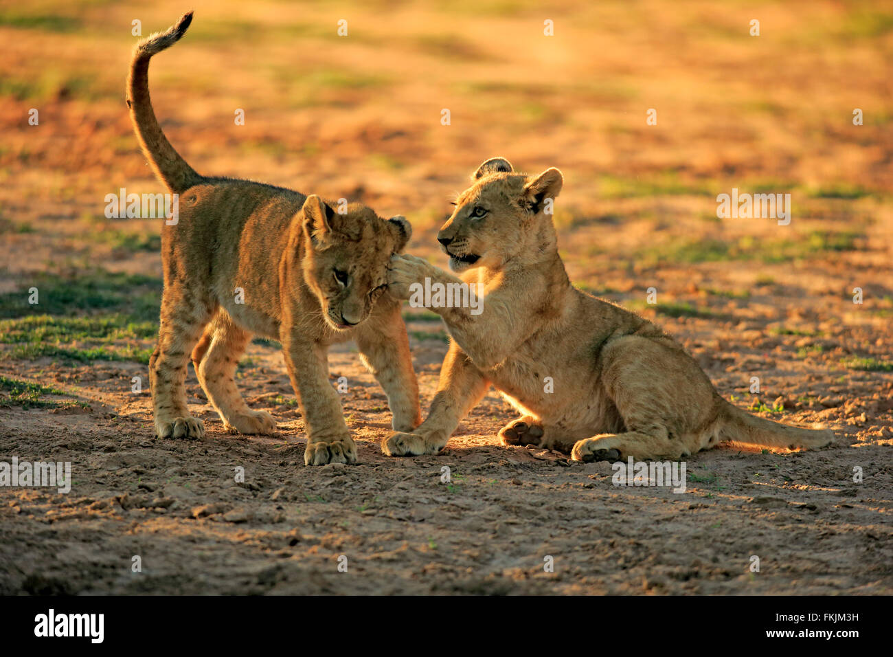 Löwe, zwei jungen vier Monate alten spielen, Sozialverhalten, Geschwister, Wildreservat Tswalu Kalahari, Northern Cape, South Stockfoto