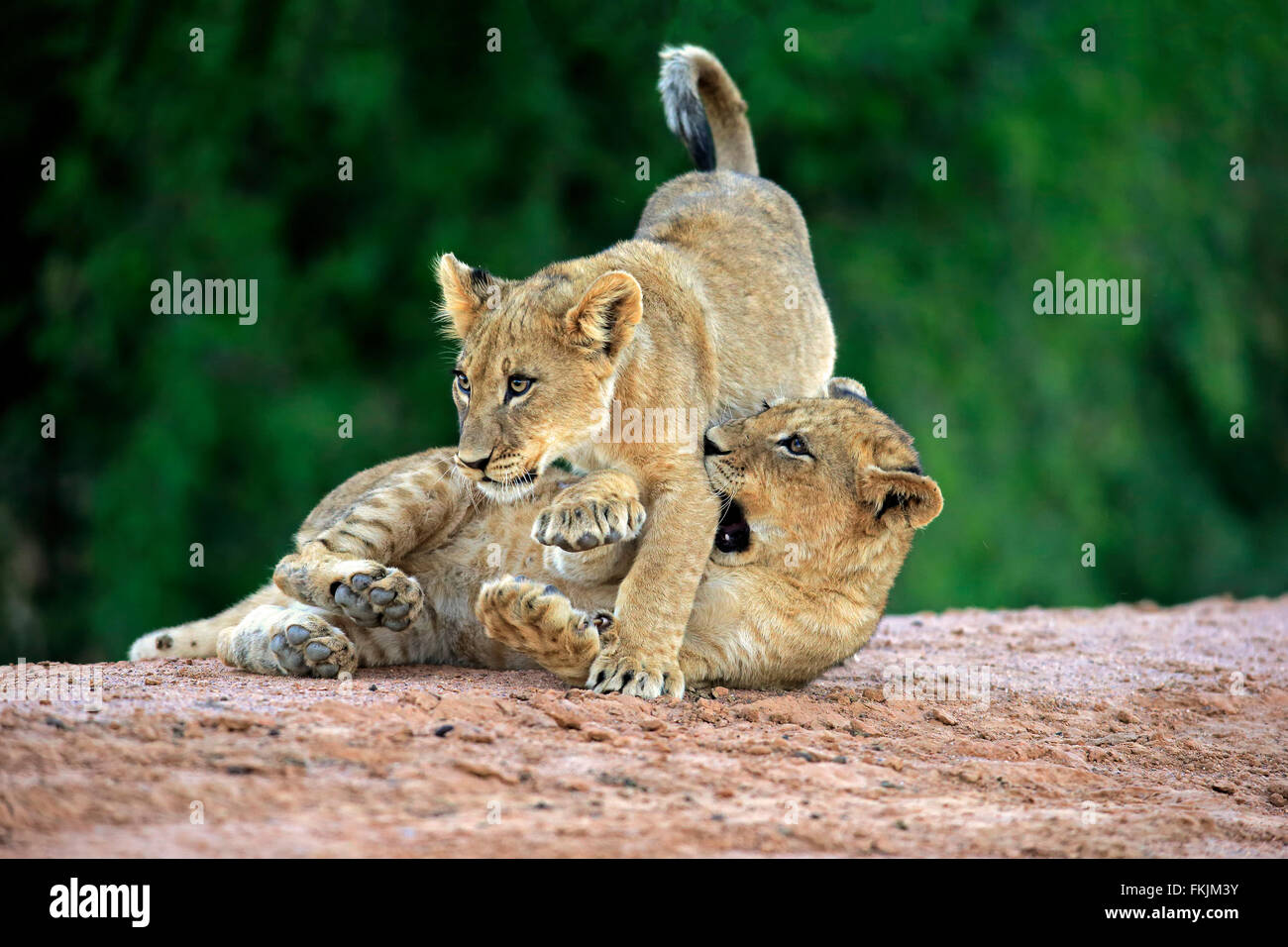 Löwe, zwei jungen vier Monate alten spielen, Sozialverhalten, Geschwister, Wildreservat Tswalu Kalahari, Northern Cape, South Stockfoto