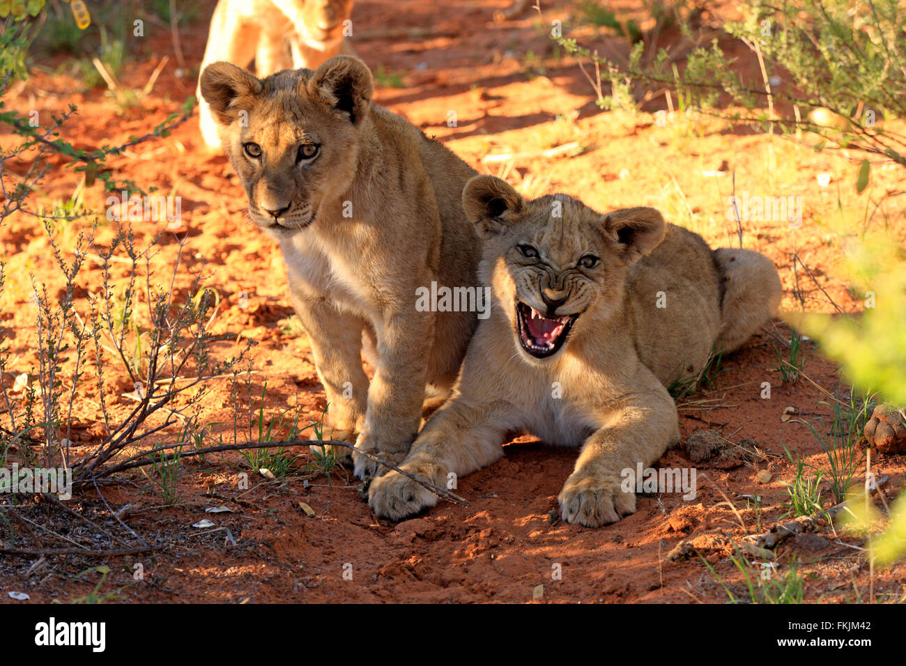 Löwe, zwei jungen vier Monate alten Jawning, Geschwister, Wildreservat Tswalu Kalahari, Northern Cape, Südafrika, Afrika / Stockfoto