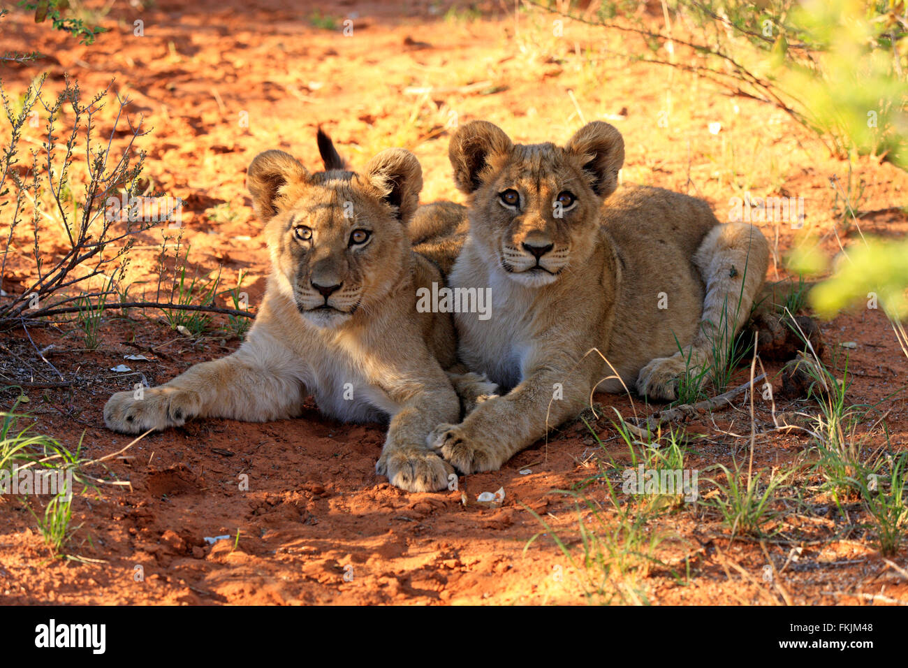 Löwe, zwei jungen, die vier Monate alten alarmieren, Geschwister, Tswalu Game Reserve, Kalahari, Northern Cape, Südafrika, Afrika / (Panthera Stockfoto
