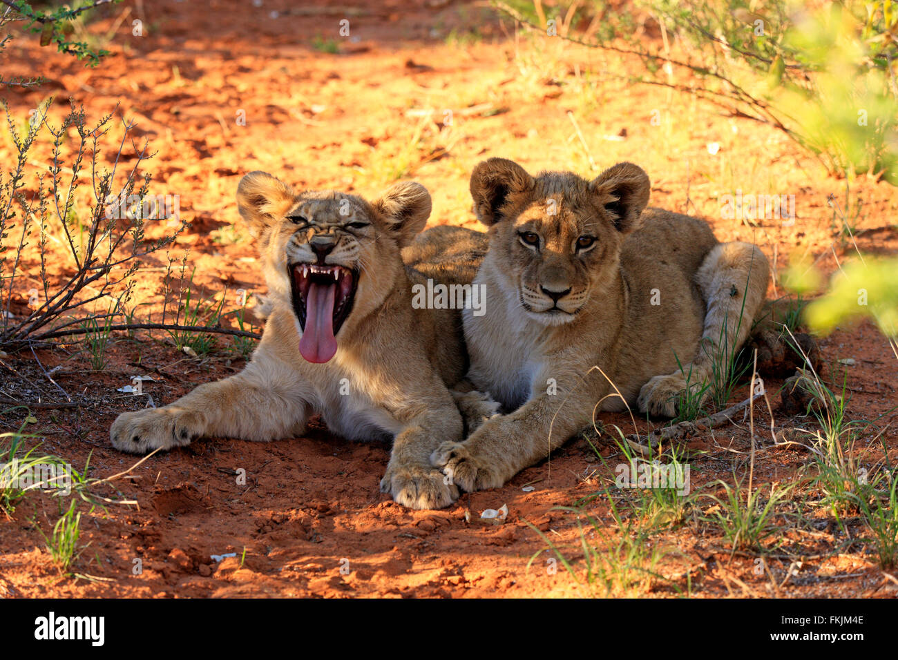 Löwe, zwei jungen vier Monate alten Jawning, Geschwister, Wildreservat Tswalu Kalahari, Northern Cape, Südafrika, Afrika / Stockfoto