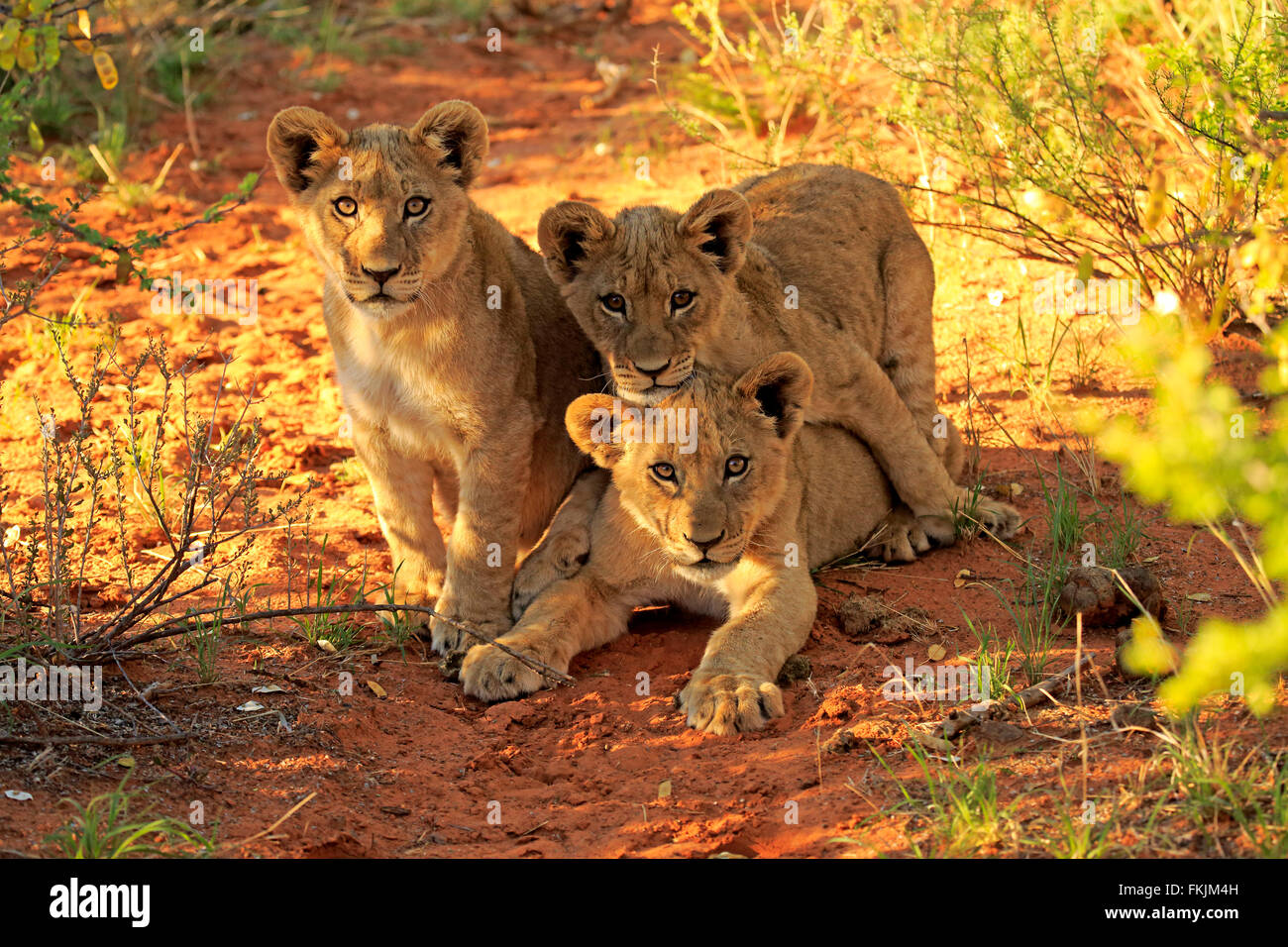 Löwen, drei Jungtiere vier Monate alte Kuriositäten, Geschwister, Wildreservat Tswalu Kalahari, Northern Cape, Südafrika, Afrika / Stockfoto