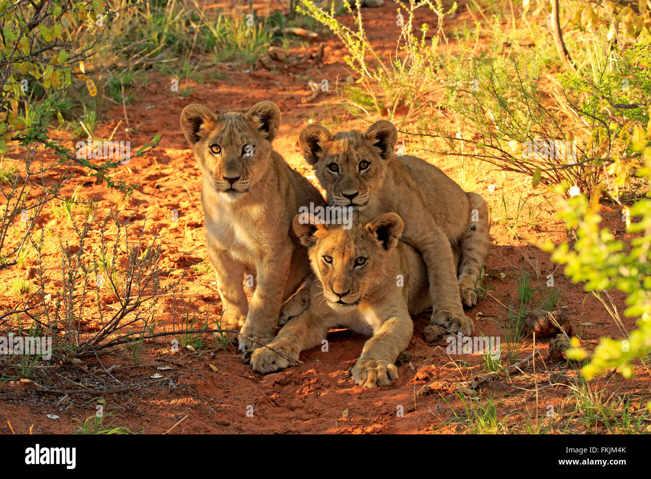 Löwen, drei Jungtiere vier Monate alte Kuriositäten, Geschwister, Wildreservat Tswalu Kalahari, Northern Cape, Südafrika, Afrika / Stockfoto