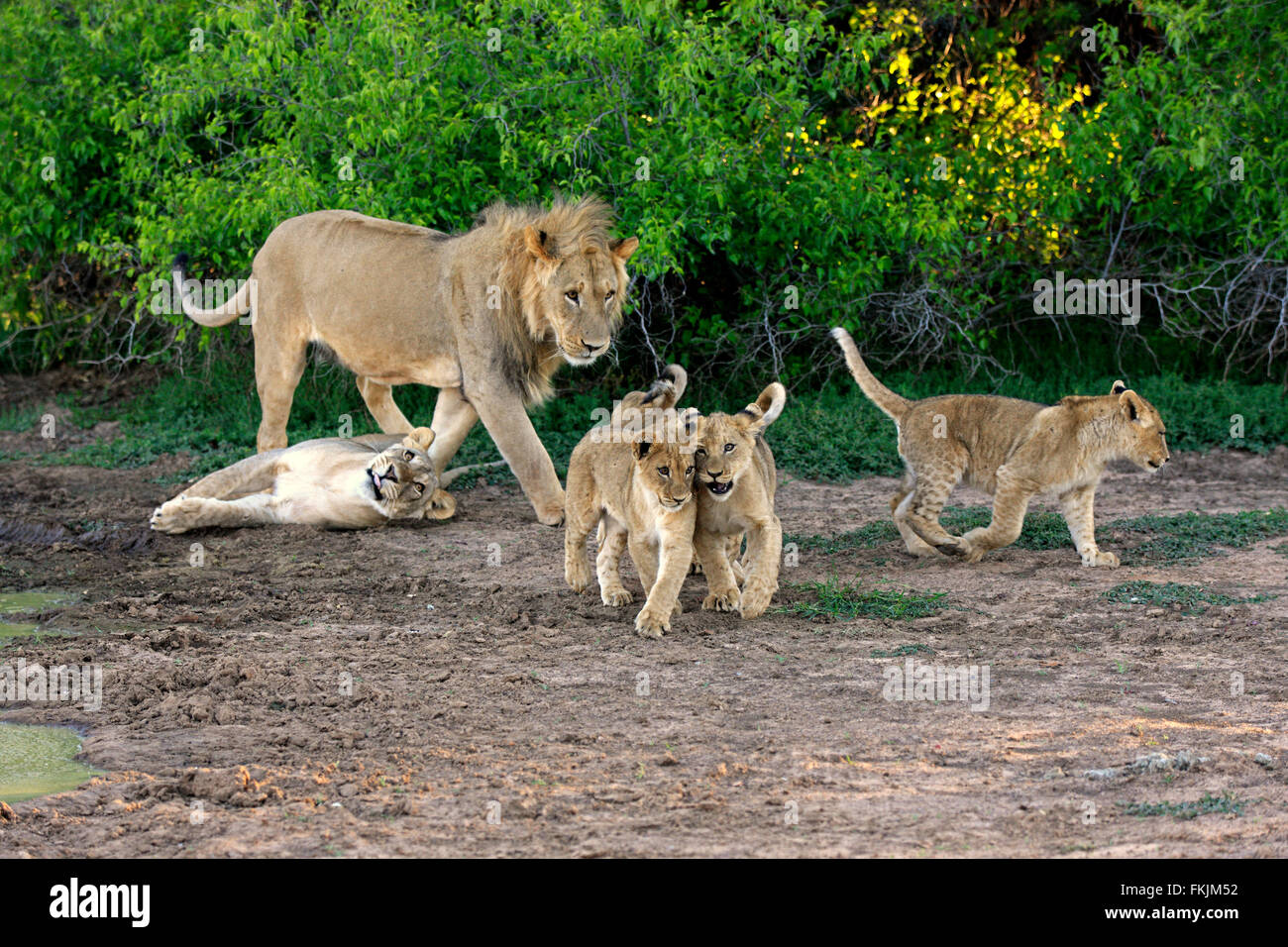 Löwe, stolz mit Youngs vier Monate alt, soziales Verhalten, Wildreservat Tswalu Kalahari, Northern Cape, Südafrika, Afrika / Stockfoto
