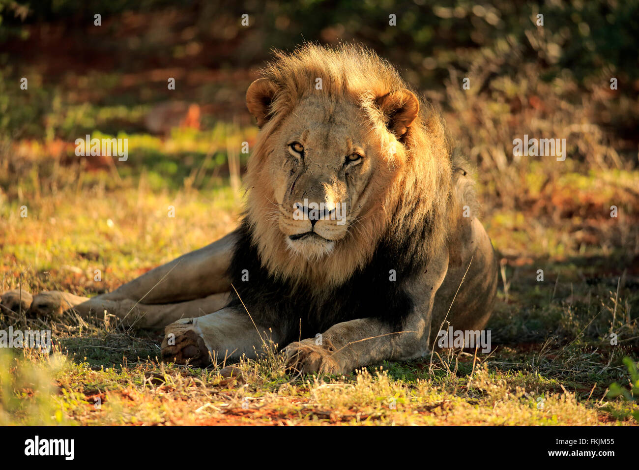 Löwe, Männchen ruht, Tswalu Game Reserve, Kalahari, Northern Cape, Südafrika, Afrika / (Panthera Leo) Stockfoto
