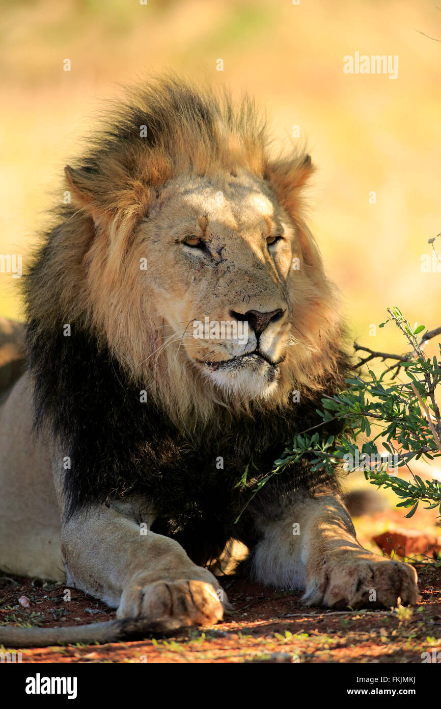 Löwe, Männchen ruht Porträt, Tswalu Game Reserve, Kalahari, Northern Cape, Südafrika, Afrika / (Panthera Leo) Stockfoto