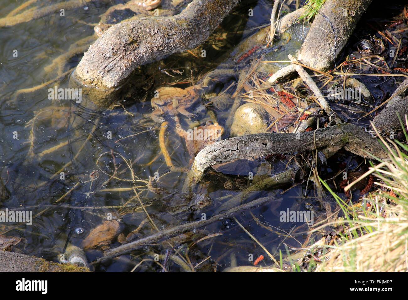 Kröten Paarung am Ufer eines Teiches. Die gemeinsame Kröte (Bufo Bufo