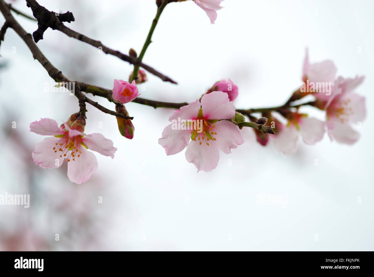 Blüte der Mandelbäume Nahaufnahme Stockfoto