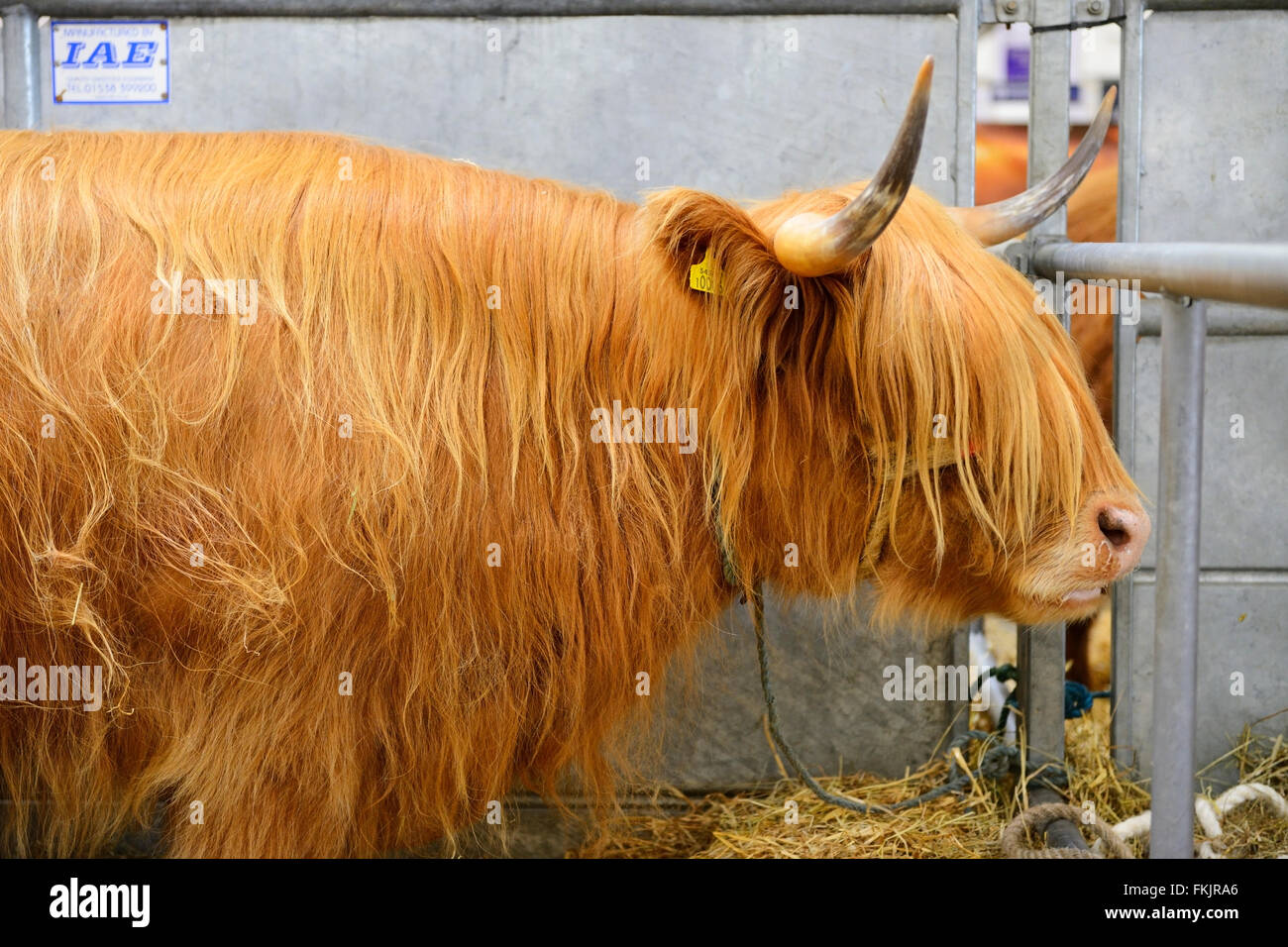 Langhaarige reinrassige Rinder im Royal Highland Show 2015, Ingliston, Edinburgh, Scotland, UK Stockfoto