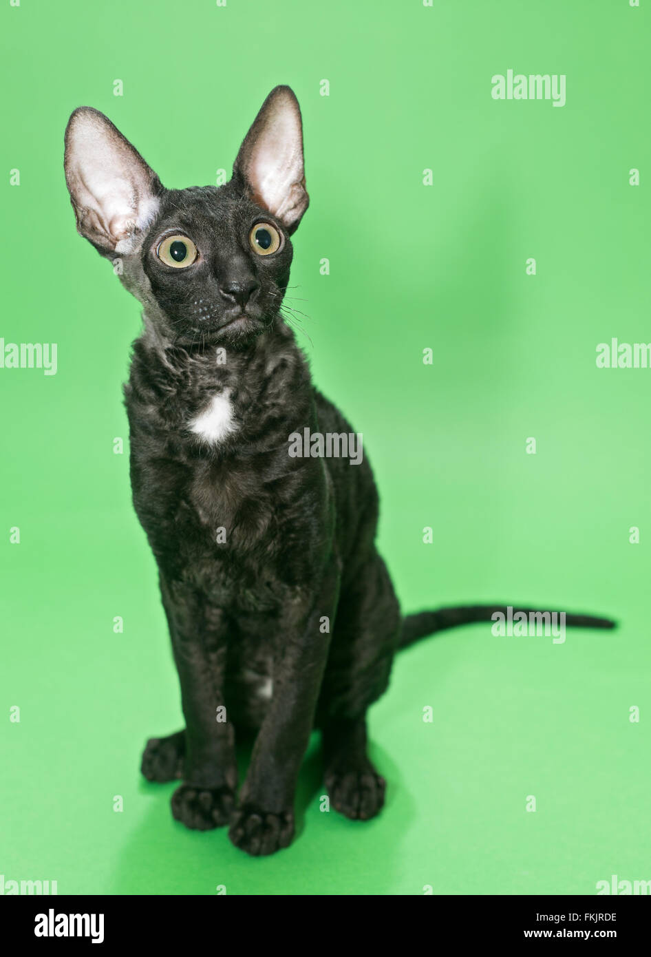 Junge Katze Rasse, die Cornish Rex auf einem grünen Hintergrund sitzt Stockfoto