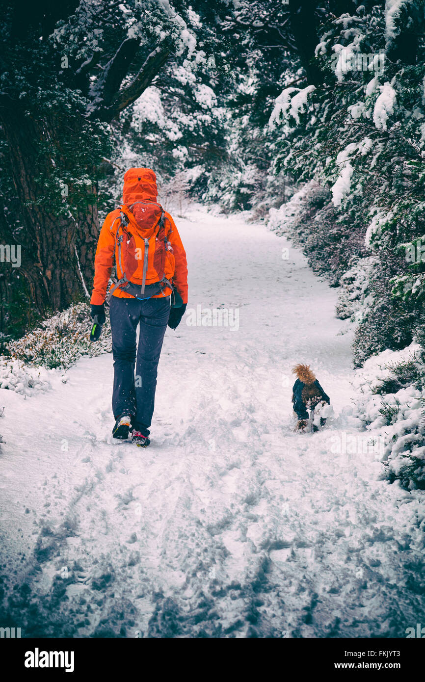 Ein Wanderer zu Fuß durch Glenmore Forest Park, schottischen Highlands, UK. Stockfoto