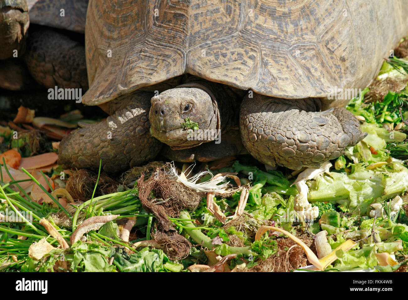 Fütterungszeit für angulate Tortoise (Chersina Angulata), Rasen die Giraffe House Wildlife Bewusstsein Zentrum Essen. Stockfoto
