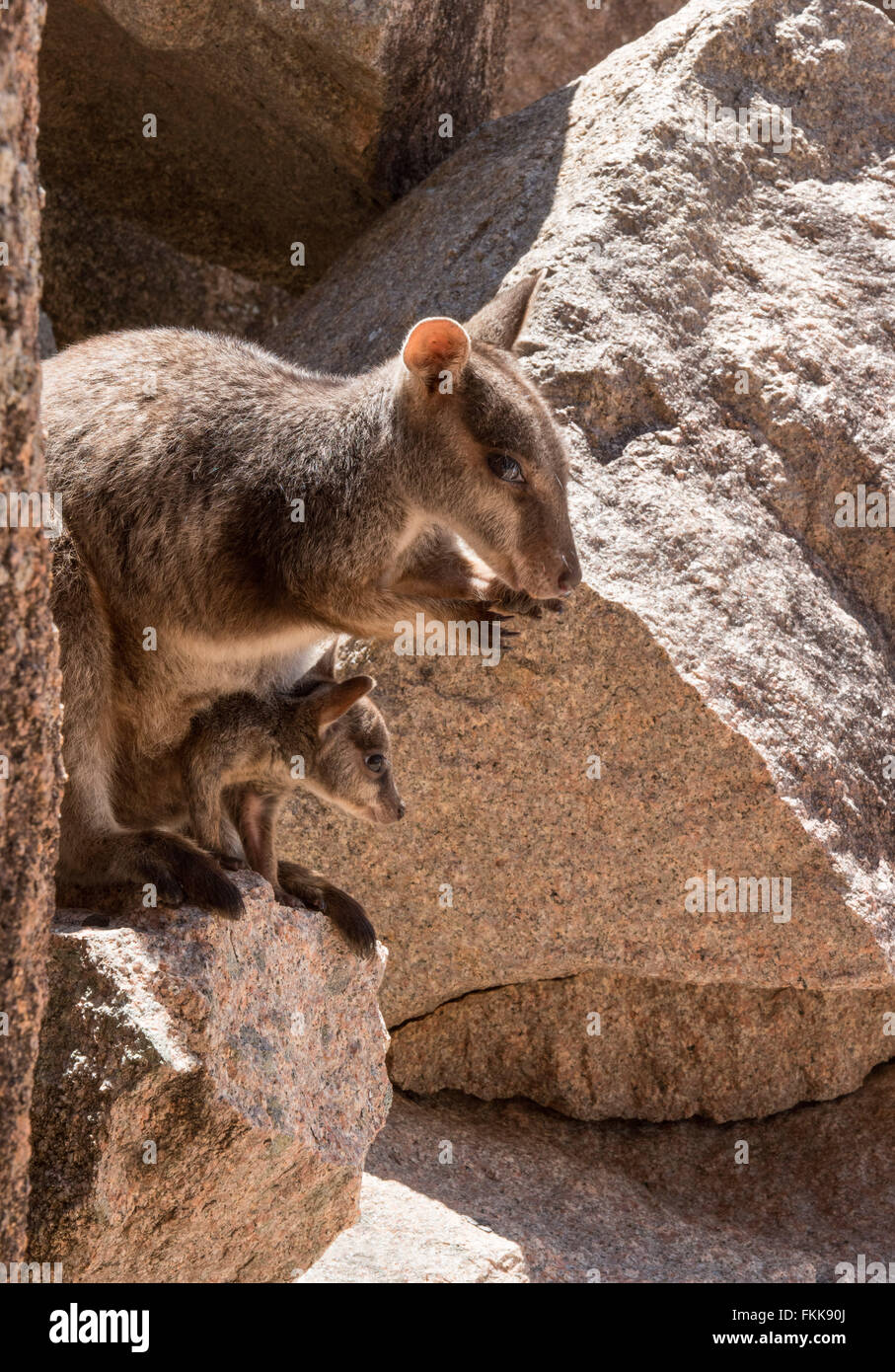 Mutter und joey Rock Wallaby in Geoffrey Bay, Magnetic Island, Queensland, Australien Stockfoto