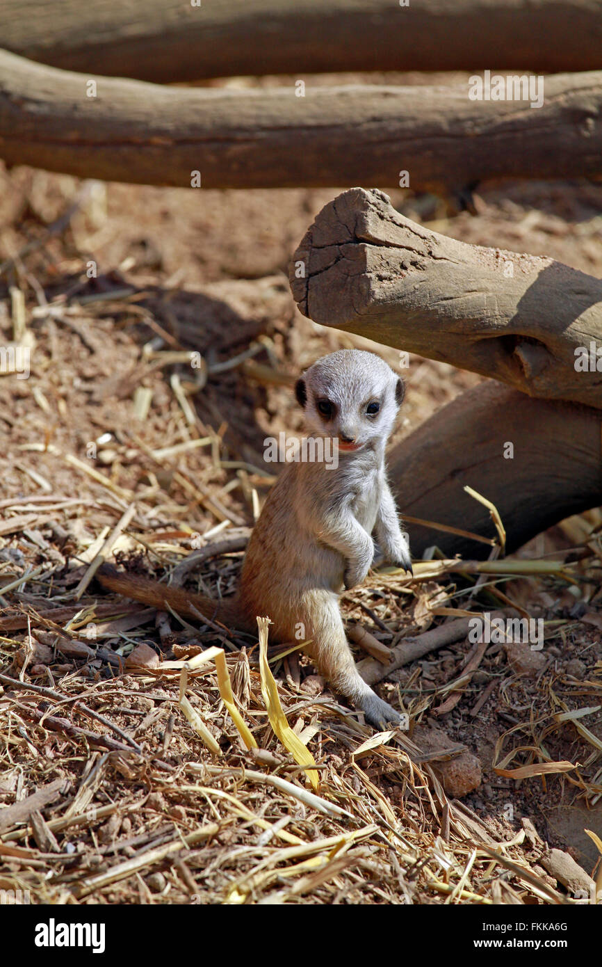 Erdmännchen oder Suricate (Suricata Suricatta) pup im The Giraffe House Wildlife Awareness Centre, Südafrika. Stockfoto
