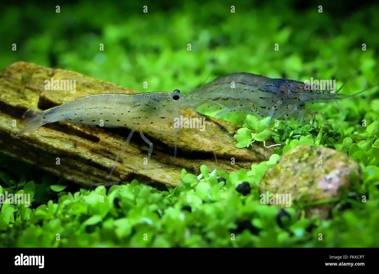 Yamato-Garnelen in einem bepflanzten Aquarium Stockfoto