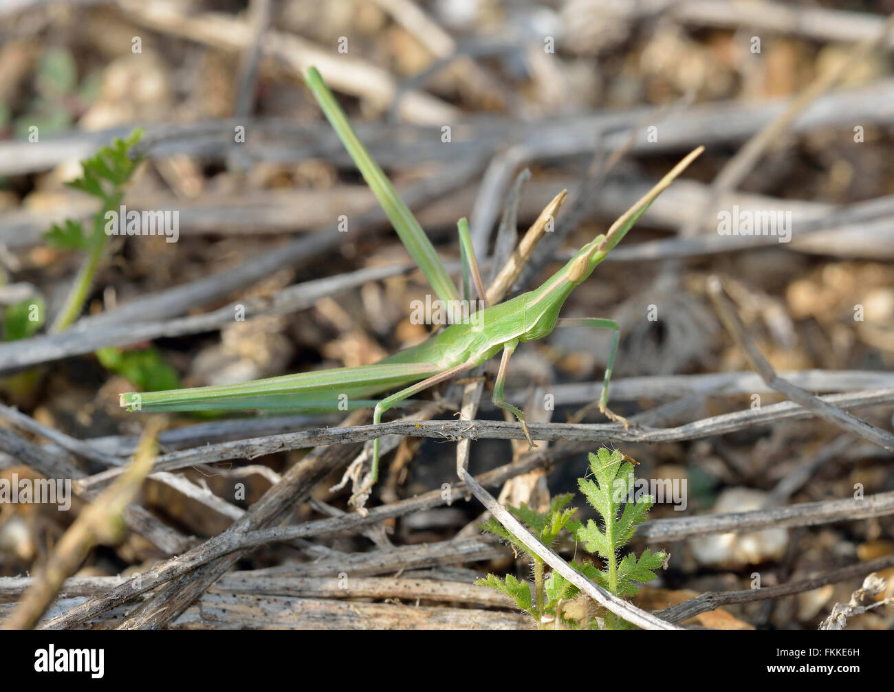 Stabheuschrecke Cricket - Acrida Ungarica grüne Form Stockfoto