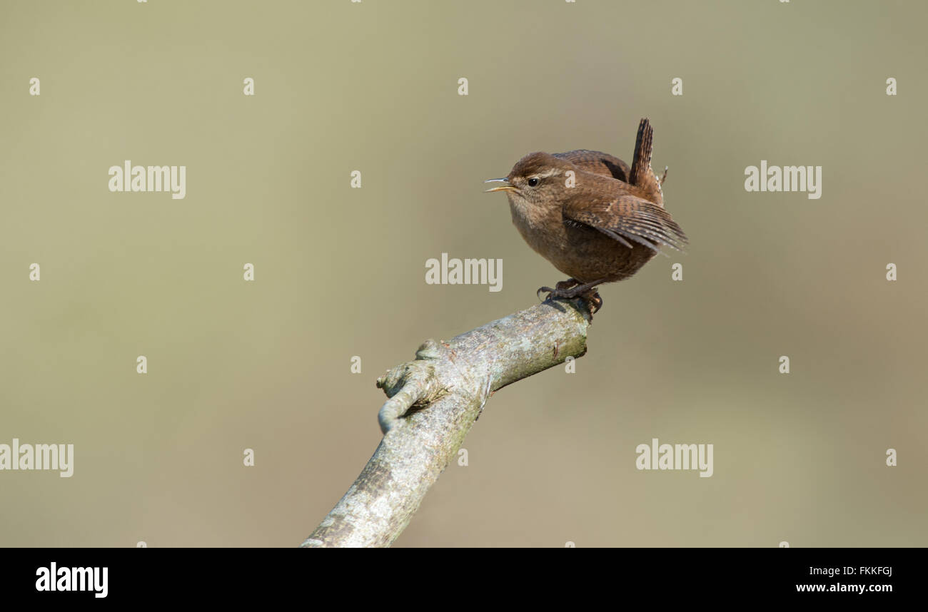 Wren - Troglodytes Troglodytes zeigt zwar im Lied.  Frühling. UK Stockfoto