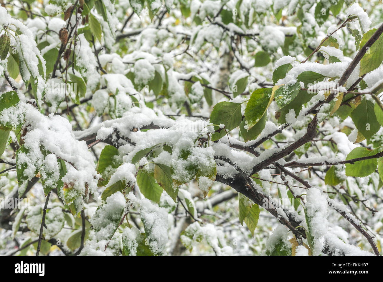 Der erste Schnee gesunken auf noch grüne Blätter der Birke Stockfoto