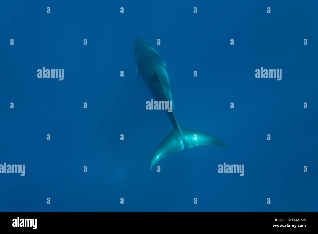 Zwerg Zwergwal (Balaenoptera Acutorostrata) in den blauen Gewässern der überwinternden des Great Barrier Reef. Stockfoto