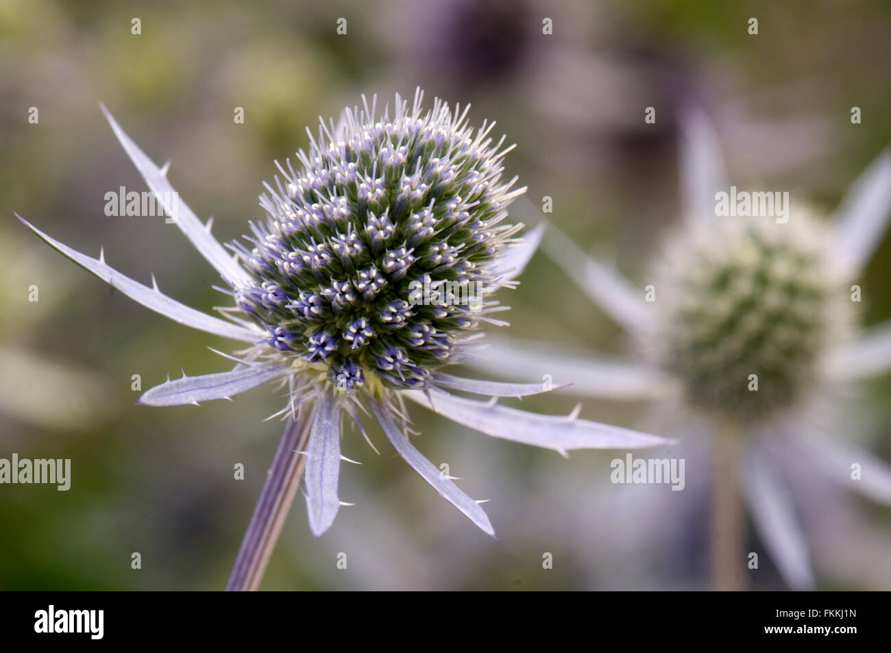 Eryngium Planum 'Blaukappe' Stockfoto