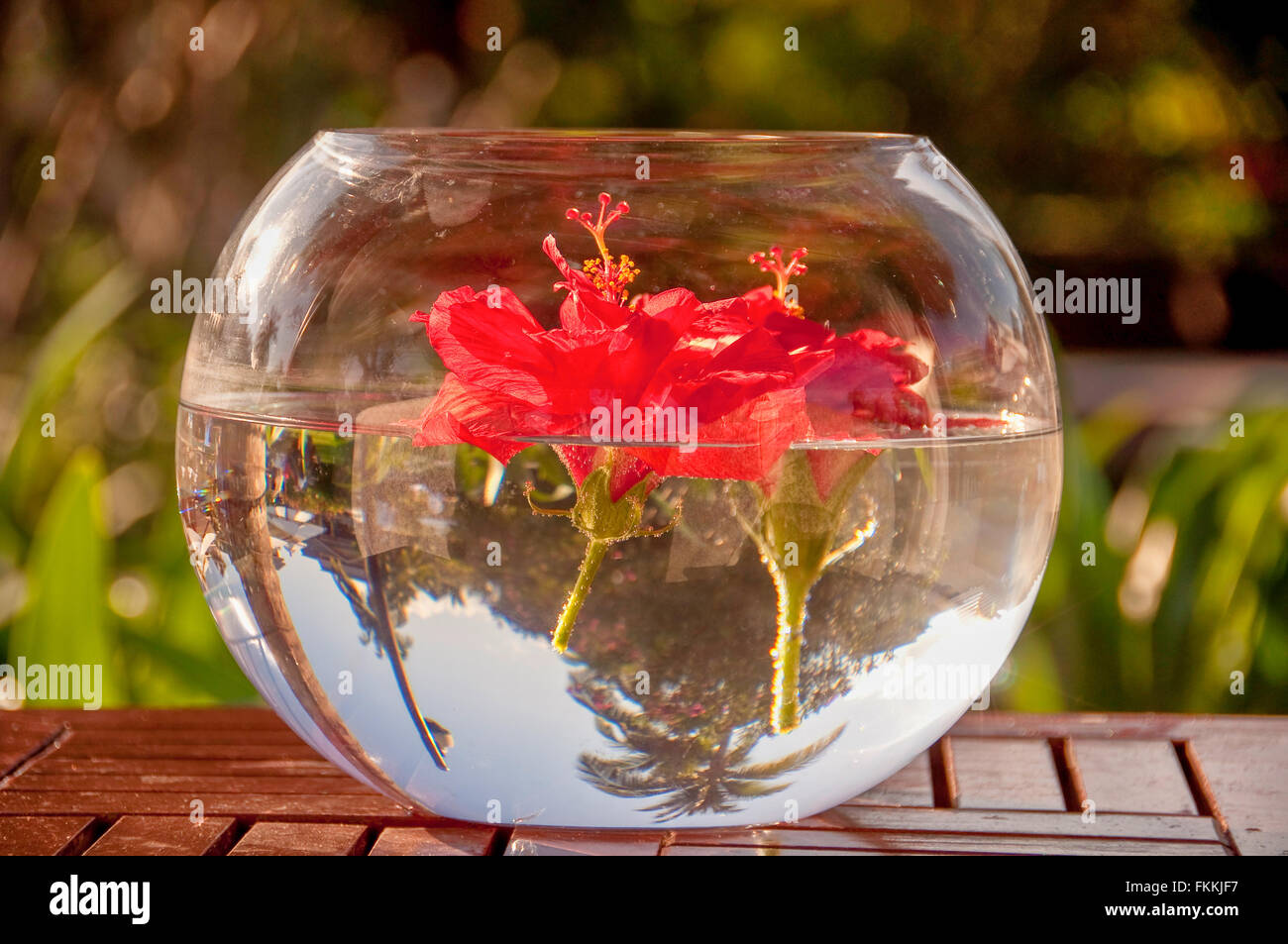 Rote Hibiskusblüten auf dem Wasser schwimmt Stockfoto