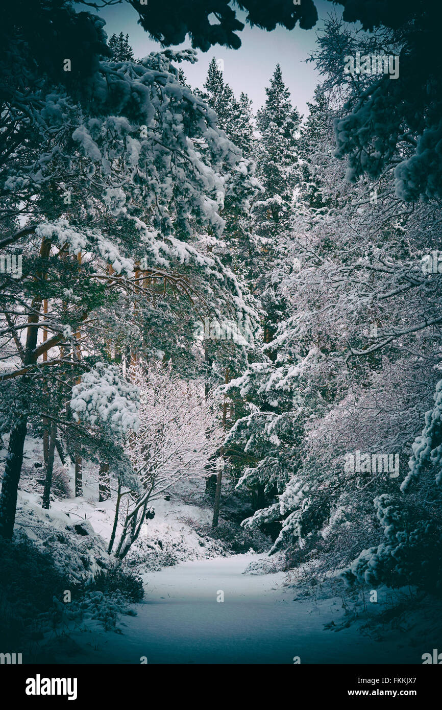 Schneebedeckte Bäume am Glenmore Forest Park, Cairngorms in den schottischen Highlands, UK. Zusätzlichen Maserung und Farbe Styling. Stockfoto