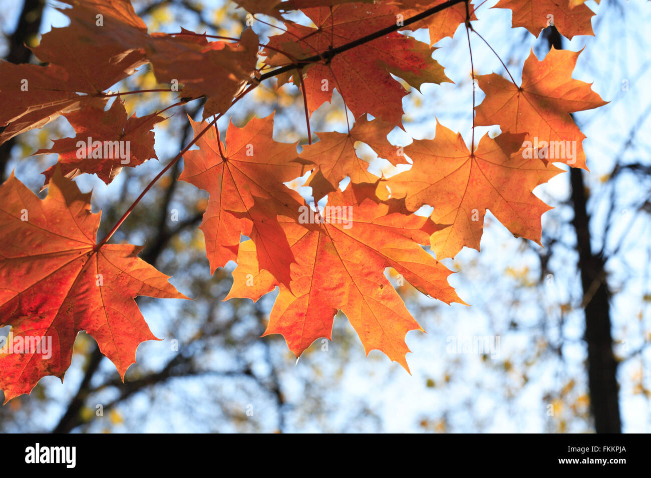 Herbst. Saisonale Hintergrund. Nahaufnahme des rot-Ahorn-Blätter Stockfoto