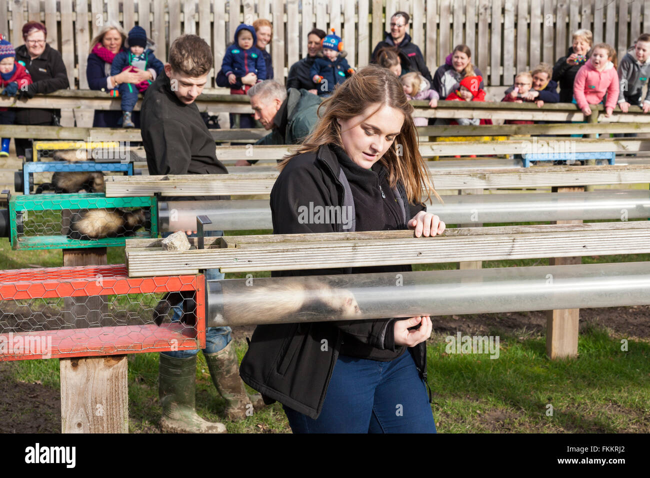 Frettchen Sie racing an der Kanone Hall Farm, Cawthorne, Yorkshire UK Stockfoto