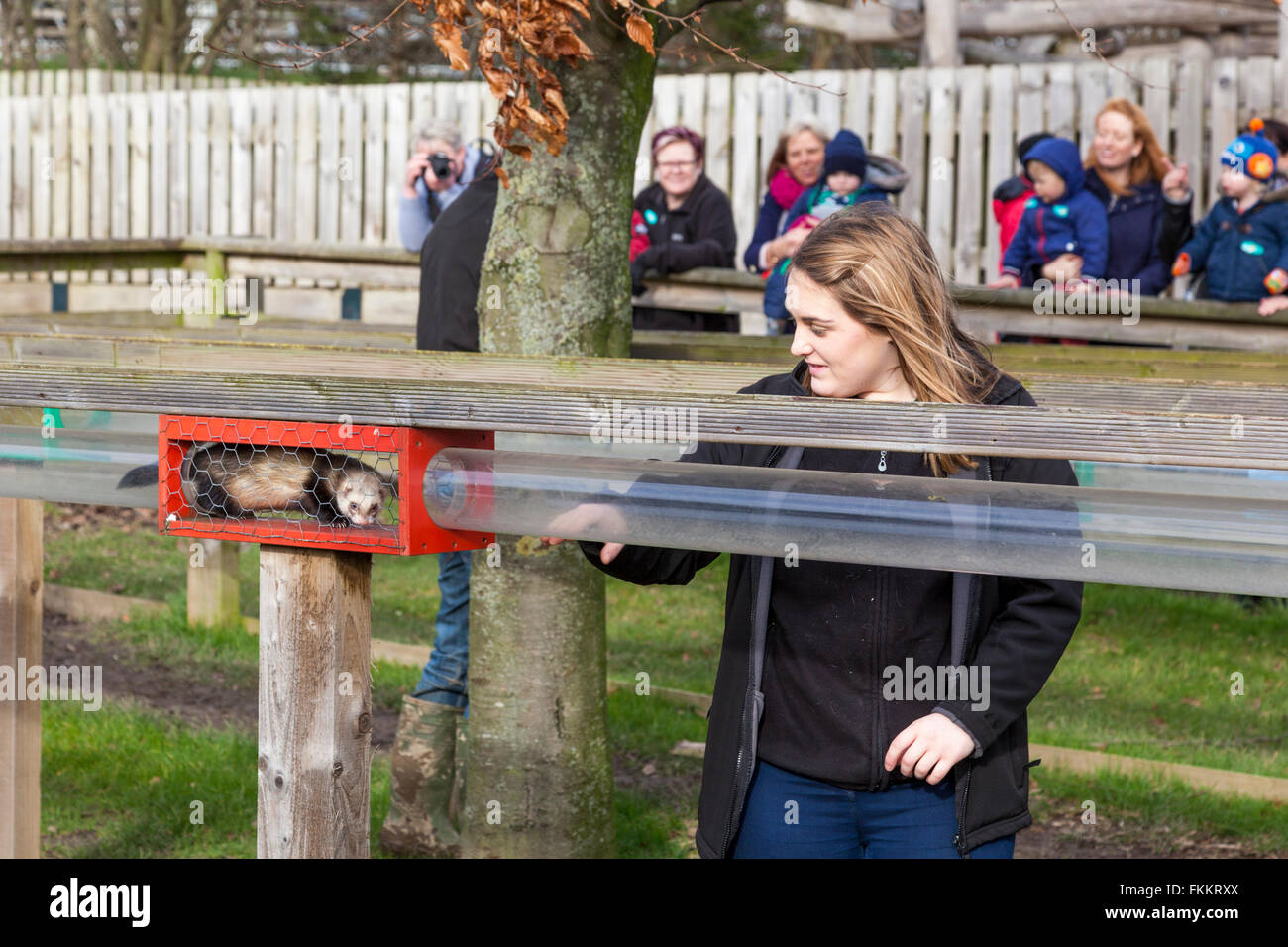 Frettchen Sie racing an der Kanone Hall Farm, Cawthorne, Yorkshire UK Stockfoto