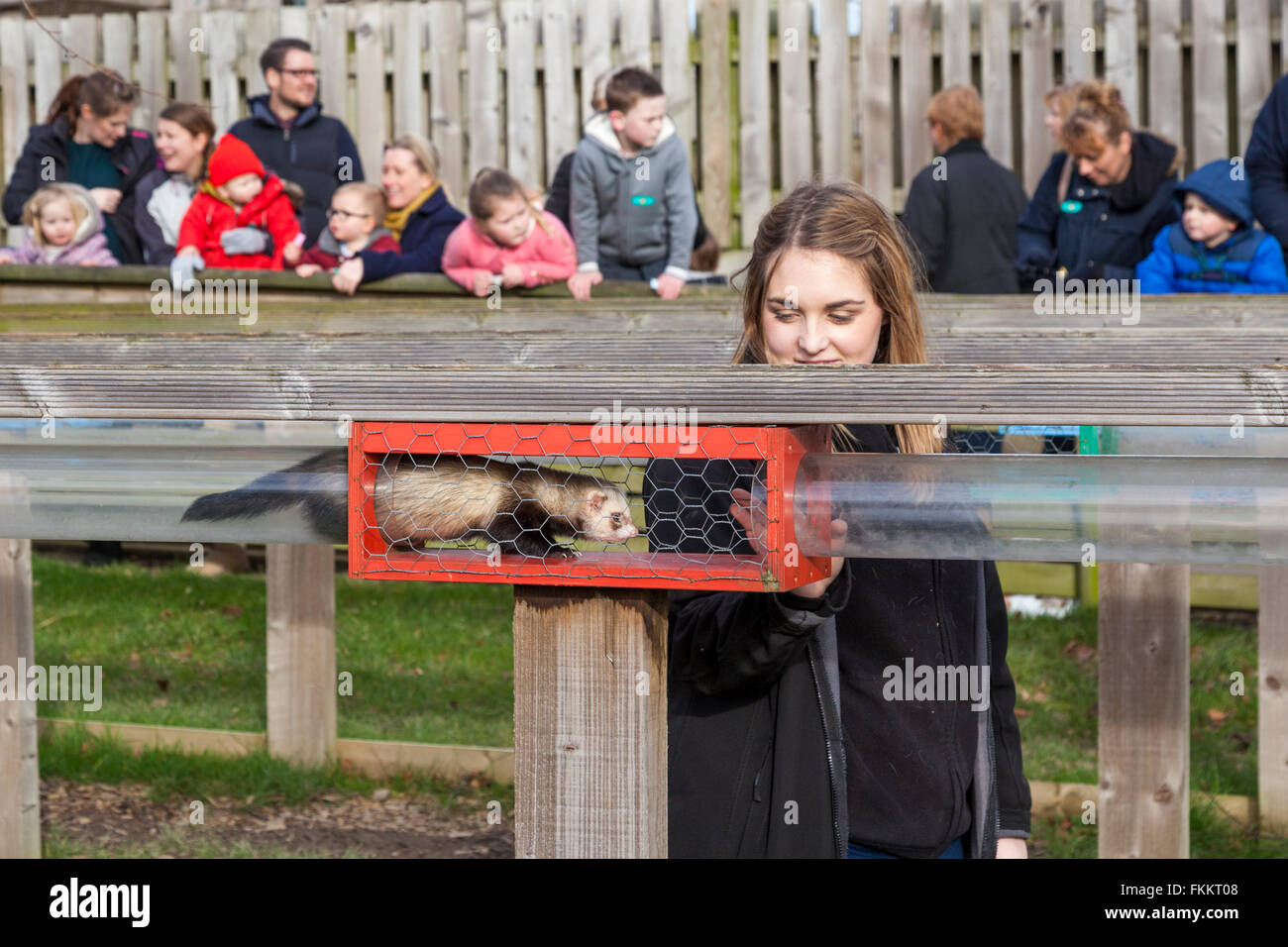 Frettchen Sie racing an der Kanone Hall Farm, Cawthorne, Yorkshire UK Stockfoto