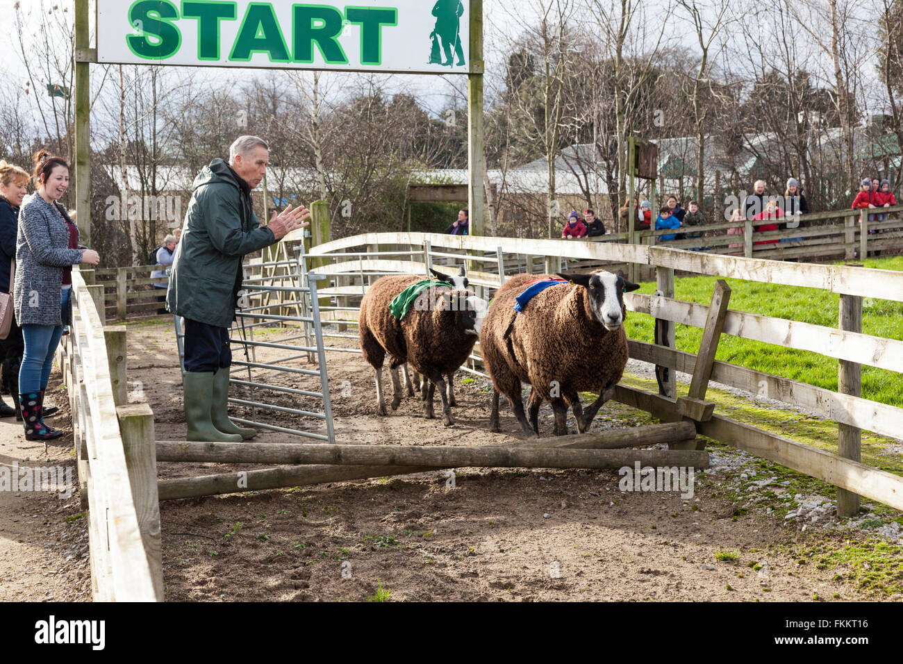 Schaf Rennen an der Kanone Hall Farm, Cawthorne, Yorkshire UK Stockfoto