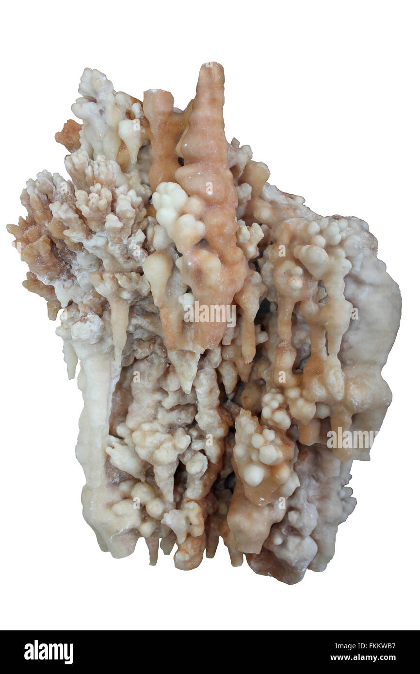 Fossile Korallen Stockfoto