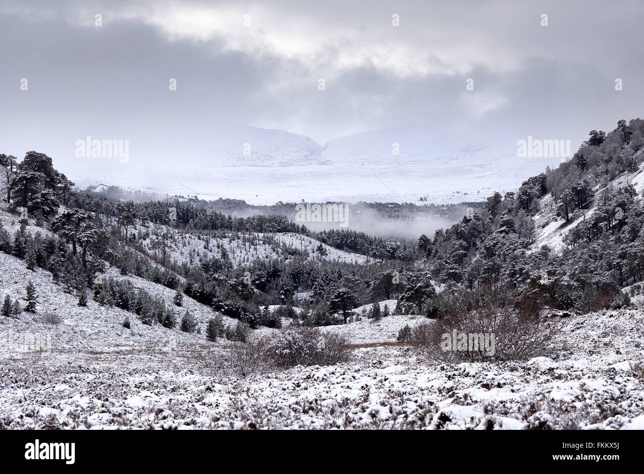 Schneebedeckte Glenmore Forest Park, Cairngorms in den schottischen Highlands, UK. Stockfoto