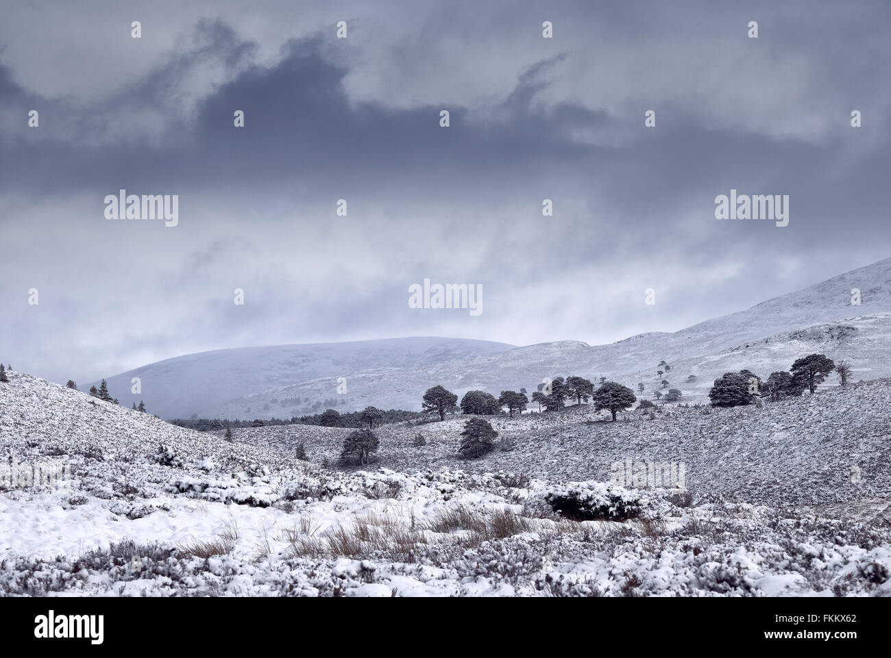 Gewitterwolken über Schnee bedeckt Glenmore Forest Park, Cairngorms in den schottischen Highlands, UK. Stockfoto