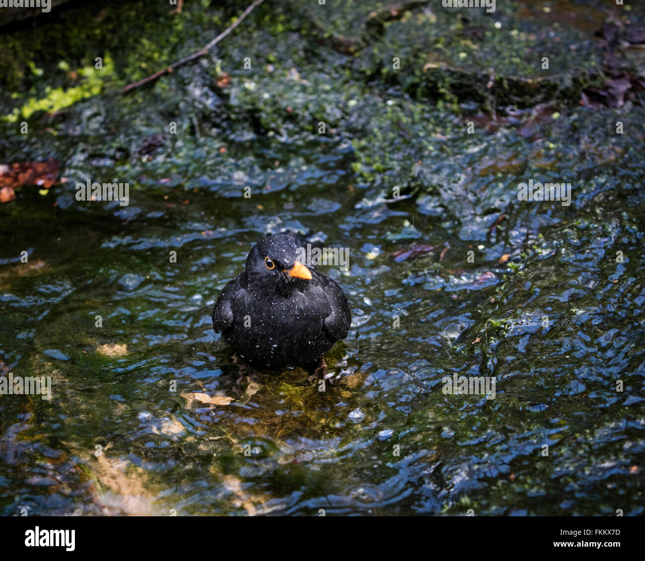 Baden waschen Fotos und Bildmaterial in hoher Auflösung Alamy
