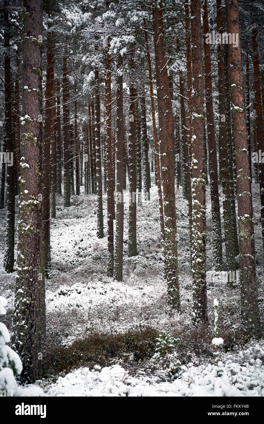 Schneebedeckte Bäume am Glenmore Forest Park, Cairngorms in den schottischen Highlands, UK. Stockfoto