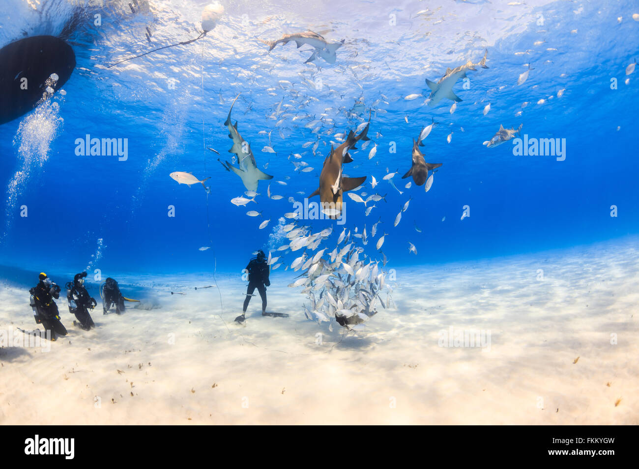 Taucher, die umgeben von Zitrone Hai und karibischen Riffhai auf klare Flachwasser Tiger Beach, Bahamas Stockfoto