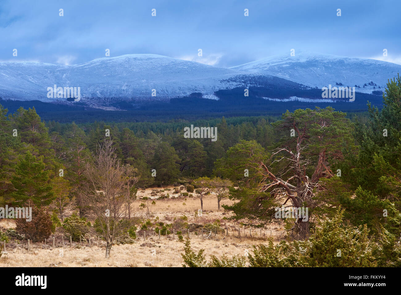 Rothiemurchus Forest in den Cairngorms in den schottischen Highlands, UK. Stockfoto