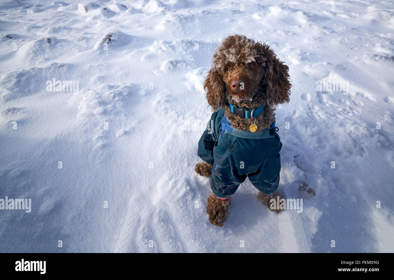 Zwergpudel in einer Jacke setzte sich auf dem Schnee mit Frost, aufbauend auf ihre Wolle in der kalten Luft. Stockfoto