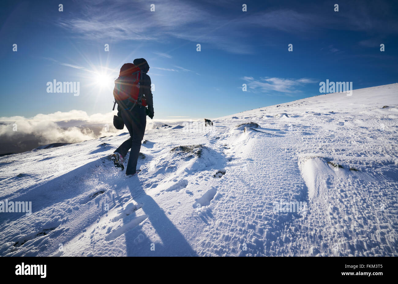 Ein Wanderer und ihr Hund zu Fuß in Richtung Gipfel des Geal Charn Mor, Cairngorms in den schottischen Highlands, UK. Stockfoto