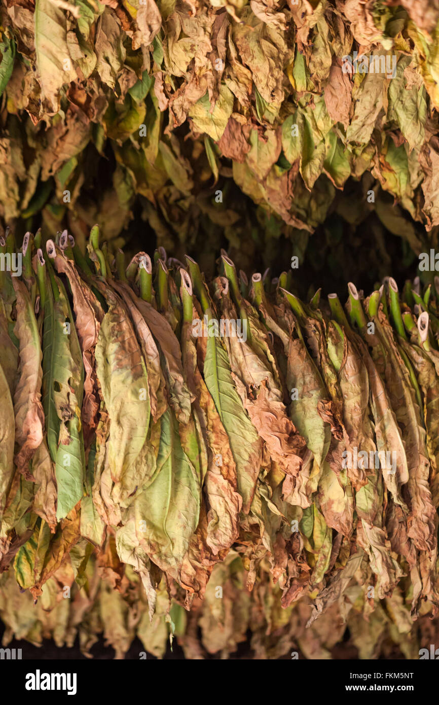 Tabakblätter wurden im Vinales-Tal, Provinz Pinar del Rio, Kuba, Westindien, zum Trocknen aufgehängt Stockfoto
